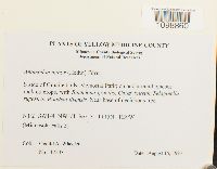 Anomodon minor image