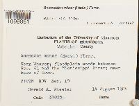 Anomodon minor image