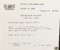 Anomodon minor image