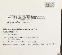 Anomodon minor image