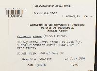 Anomodon minor image