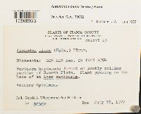 Anomodon minor image