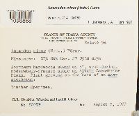 Anomodon minor image