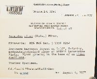 Anomodon minor image