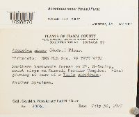 Anomodon minor image