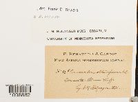 Anomodon minor image