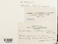 Anomodon minor image