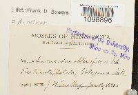 Anomodon minor image