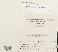 Anomodon minor image