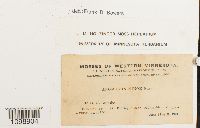 Anomodon minor image