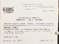 Anomodon minor image