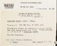 Anomodon minor image