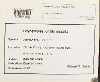 Anomodon minor image