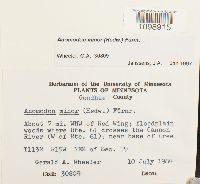 Anomodon minor image