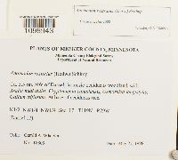 Anomodon rostratus image