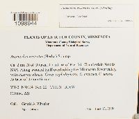 Anomodon rostratus image