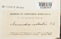 Anomodon rostratus image