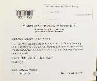 Anomodon rostratus image