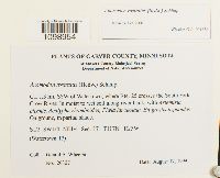 Anomodon rostratus image