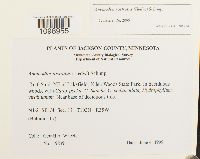 Anomodon rostratus image