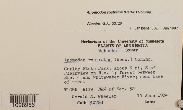 Anomodontaceae image