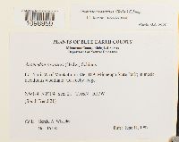 Anomodon rostratus image