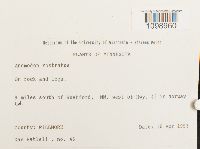 Anomodon rostratus image