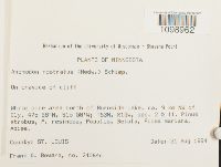 Anomodon rostratus image