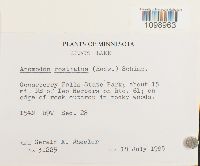 Anomodon rostratus image