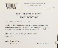 Anomodon rostratus image