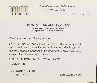 Anomodon rostratus image