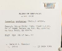 Anomodon rostratus image