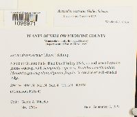 Anomodon rostratus image