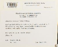 Anomodon rostratus image