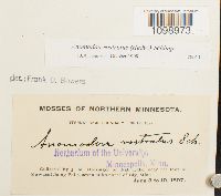 Anomodon rostratus image