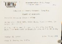 Anomodon rostratus image