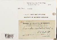 Anomodon rostratus image