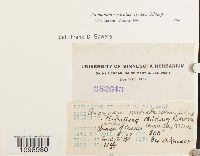 Anomodon rostratus image