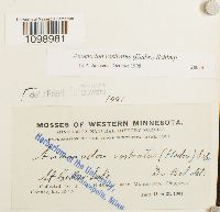 Anomodon rostratus image