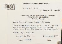 Anomodon rostratus image