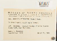 Anomodon attenuatus image