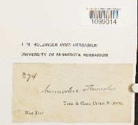 Anomodon attenuatus image