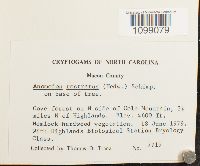 Anomodon rostratus image