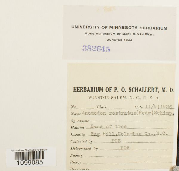 Anomodon rostratus image