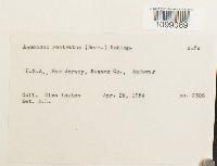 Anomodon rostratus image