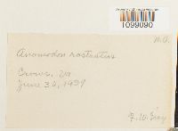 Anomodon rostratus image