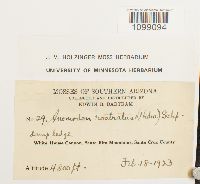 Anomodon rostratus image