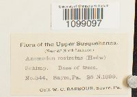 Anomodon rostratus image