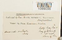 Anomodon rostratus image