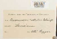 Anomodon rostratus image